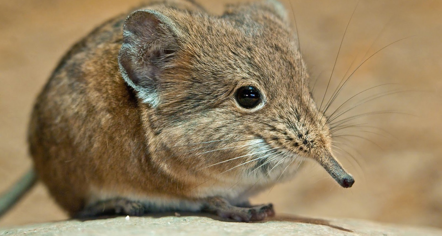 Кто такие «мыши-полёвки»? Какие мелкие зверьки живут рядом с нами?